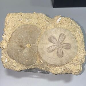 Sand dollar fossil in matrix ‘B’
